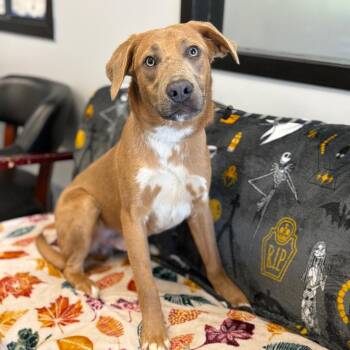 Ire -  German Shepherd Dog and Mixed Breed Dog for Adoption in Watertown, New York - Ire | PetCurious