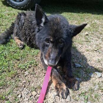 German Shepherd Dog and Mixed Breed Dogs Available for Adoption in Hackett, Arkansas - Gramps | PetCurious