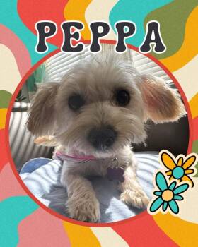 Peppa -  Maltese Dog for Adoption in Mesa, Arizona - Peppa | PetCurious