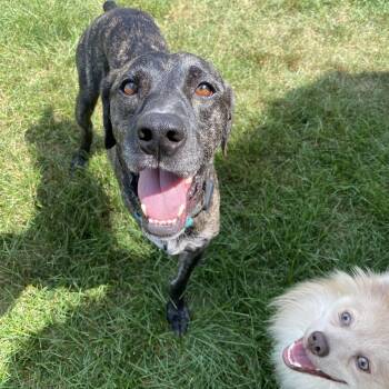 Peeta -  Mountain Cur Dog for Adoption in Hopkinton, Massachusetts - Peeta | PetCurious