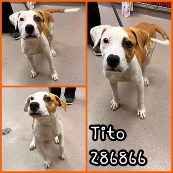 Rescue Mixed Breed Dogs for Adoption in Macon, Georgia - TITO | PetCurious