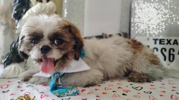 Oreo  -  Dog for Sale in Houston, Texas - Oreo  | PetCurious