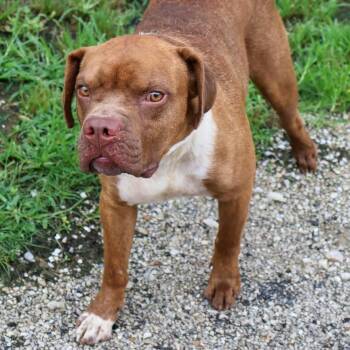 Woody -  Boxer Dog for Adoption in Hollister, Missouri - Woody | PetCurious