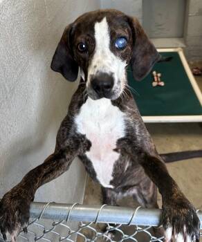 Margo -  Hound Dog for Adoption in Edinburg, Virginia - Margo | PetCurious