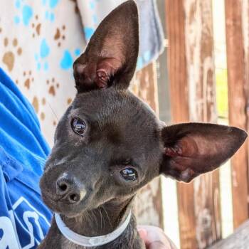 Miniature Pinscher and Chihuahua Dogs Available for Adoption in Hawthorne, California - Pepsi | PetCurious