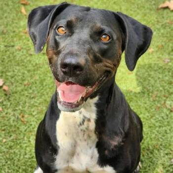 BRI -  Mixed Breed Dog for Adoption in Edmond, Oklahoma - BRI | PetCurious