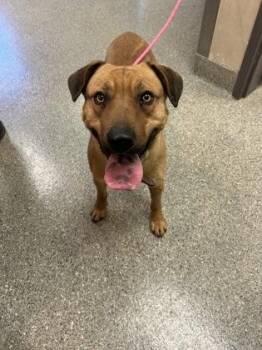 Mixed Breed Dogs Available for Adoption - Cash | PetCurious