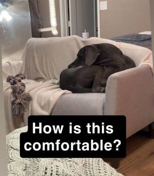 Great Dane Dogs Available for Adoption in Bonita, California - Shadow | PetCurious