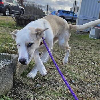Rescue Mixed Breed Dogs for Adoption in Salem, New Hampshire - Snow | PetCurious