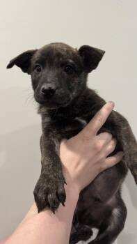 Rescue Dutch Shepherd and Husky Dogs for Adoption in Rio Rancho, New Mexico - Ube | PetCurious