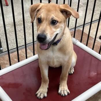 Serena -  Labrador Retriever Dog for Adoption in Midland, Texas - Serena | PetCurious