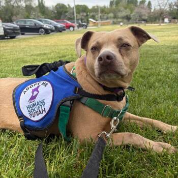 Mixed Breed Dogs Available for Adoption in Murray, Utah - Haiku | PetCurious
