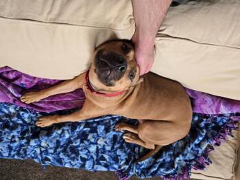 Rescue Pit Bull Terrier Dogs for Adoption in Longview, Texas - Teddy | PetCurious