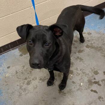 Mixed Breed Dogs Available for Adoption in Memphis, Tennessee - Tackle | PetCurious