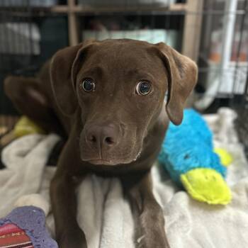 Amos -  Chocolate Labrador Retriever Dog Available for Adoption in Columbia, South Carolina - Amos | PetCurious