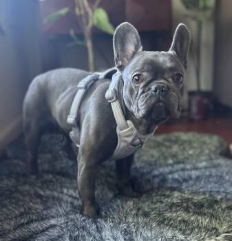 French Bulldog Dogs Available for Adoption in Closter, New Jersey - Thumbelina | PetCurious
