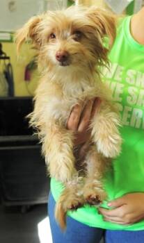Rescue Fox Terrier and Mixed Breed Dogs for Adoption in Picayune, Mississippi - Sawyer | PetCurious
