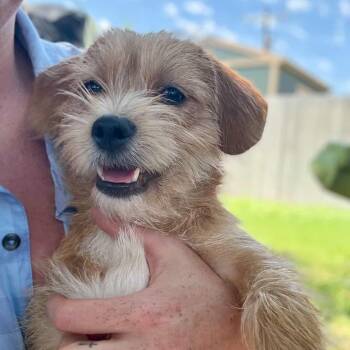 Terrier and Cairn Terrier Dogs Available for Adoption in San Angelo, Texas - GINNY | PetCurious