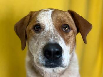 Leroy -  Australian Cattle Dog Blue Heeler and Great Pyrenees Dog for Adoption in Portland, Oregon - Leroy | PetCurious