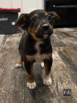 Rescue Labrador Retriever and German Shepherd Dog Dogs for Adoption in Glocester, Rhode Island - Fifi | PetCurious