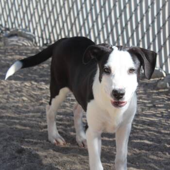 Camper -  Labrador Retriever Dog for Adoption in Yucca Valley, California - Camper | PetCurious