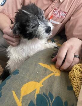 Terrier Dogs Available for Adoption - Mona | PetCurious