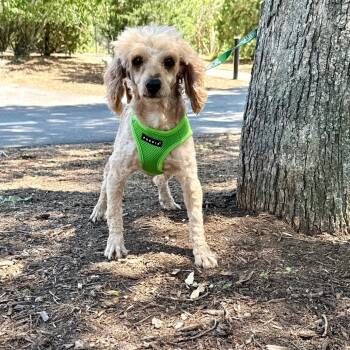 Rescue Poodle Dogs for Adoption in East Hampton, New York - Rusty | PetCurious