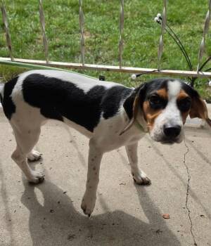 Bella -  Beagle Dog for Adoption in Indianapolis, Indiana - Bella | PetCurious