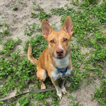 Babs -  Mixed Breed Dog for Adoption in Umatilla, Florida - Babs | PetCurious