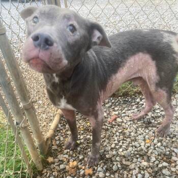 Hiccup -  Pit Bull Terrier Dog for Adoption in Columbia, South Carolina - Hiccup | PetCurious