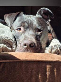 Spooky -  Mixed Breed Dog for Adoption in Montreal, Quebec - Spooky | PetCurious