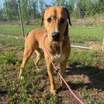 Romeo 042501 -  Black Mouth Cur and Mixed Breed Dog for Adoption in Amory, Mississippi - Romeo 042501 | PetCurious