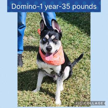 Rescue Husky Dogs for Adoption in New Iberia, Louisiana - Domino | PetCurious