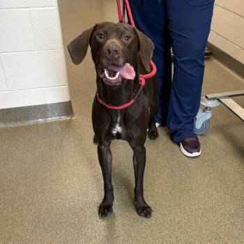 German Shorthaired Pointer Dogs Available for Adoption in Council Bluffs, Iowa - Flannery | PetCurious