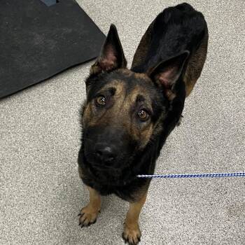 Shepherd Dogs Available for Adoption - Honey | PetCurious