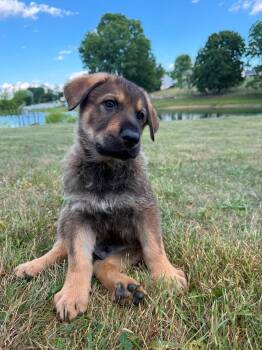 Aswander -  German Shepherd Dog Dog for Adoption in Grantville, Pennsylvania - Aswander | PetCurious