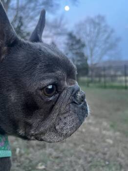 French Bulldog Dogs Available for Adoption - Maeve Flanagan  | PetCurious