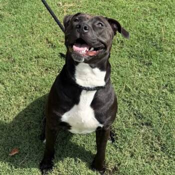 Tilly -  Labrador Retriever and Terrier Dog for Adoption in Des Moines, Iowa - Tilly | PetCurious