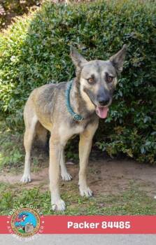 Packer -  German Shepherd Dog Dog for Adoption in Mobile, Alabama - Packer | PetCurious