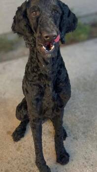 Noir -  Standard Poodle Dog for Adoption in San Diego, California - Noir | PetCurious