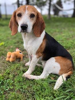 Barnaby -  Beagle Dog for Adoption in Lisbon, Iowa - Barnaby | PetCurious