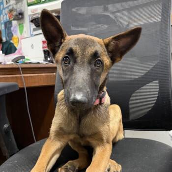 Belgian Shepherd Malinois Dogs Available for Adoption - Miami | PetCurious