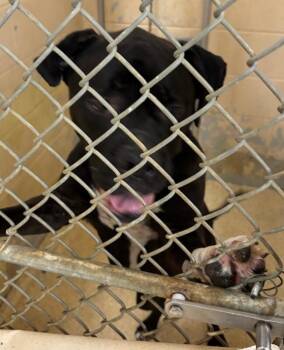 Chilton -  Mixed Breed Dog for Adoption in Cincinnati, Ohio - Chilton | PetCurious
