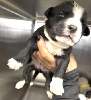 Pit Bull Terrier and Mixed Breed Dogs Available for Adoption in Houston, Texas - A654387 | PetCurious