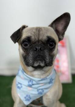Bloop-One of our Amazing Rescue Dogs -  French Bulldog and Pug Dog for Adoption in Carlsbad, California - Bloop-One Of Our Amazing Rescue Dogs | PetCurious