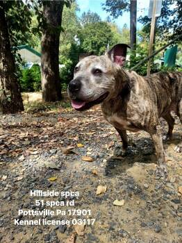 Rescue Pit Bull Terrier Dogs for Adoption in Pottsville, Pennsylvania - Karma | PetCurious