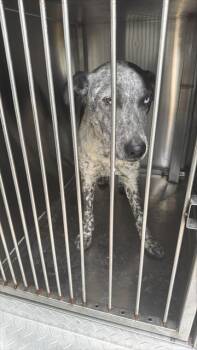 Mixed Breed Dogs Available for Adoption in Dallas, Texas - JIMMY | PetCurious