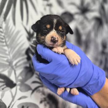 Johnny -  Shepherd Dog for Adoption in Wahiawa, Hawaii - Johnny | PetCurious