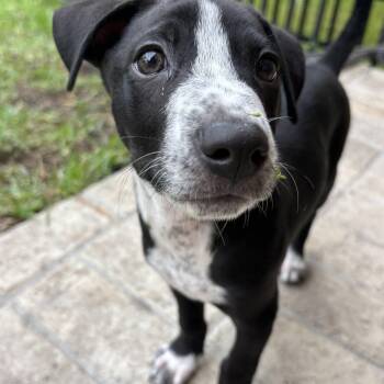 Carbon -  Collie Dog for Adoption in Tallahassee, Florida - Carbon | PetCurious