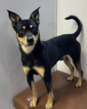 Terrier Dogs Available for Adoption in Las Vegas, Nevada - Henry | PetCurious